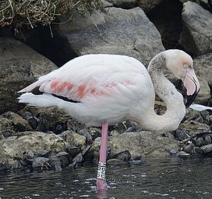 Greater Flamingo 
&copy; Georges Olioso