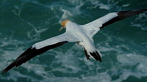Australasian Gannet