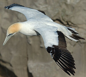 Australasian Gannet