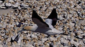 Cape Gannet