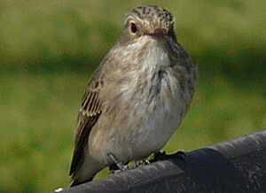 Spotted Flycatcher 
&copy; Georges Olioso