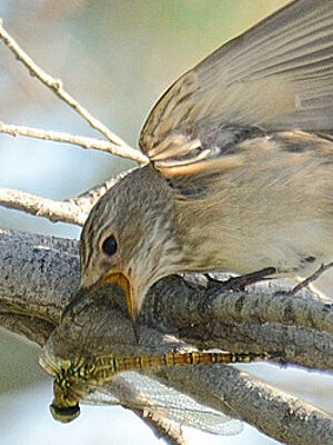 Spotted Flycatcher 
&copy; Georges Olioso