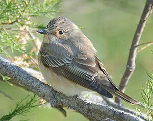 Spotted Flycatcher 
&copy; Georges Olioso