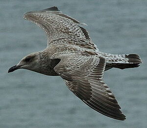 European Herring Gull 
&copy; Georges Olioso