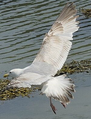 European Herring Gull 
&copy; Georges Olioso