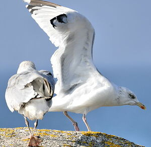 European Herring Gull 
&copy; Georges Olioso