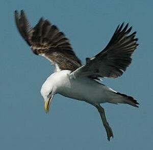 Goéland dominicain