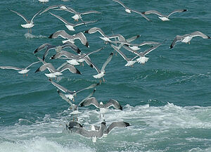Go�land leucoph�e 
&copy; Georges Olioso
