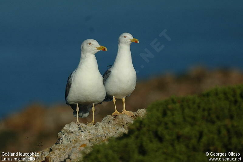 Yellow-legged Gull adult post breeding