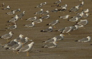 Go�land leucoph�e 
&copy; Georges Olioso