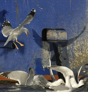 Go�land leucoph�e 
&copy; Georges Olioso