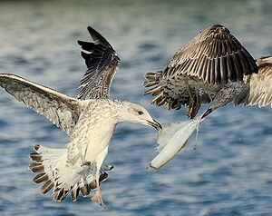 Go�land leucoph�e 
&copy; Georges Olioso