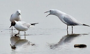 Slender-billed Gull