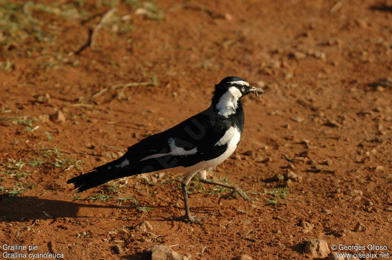 Magpie-larkadult breeding