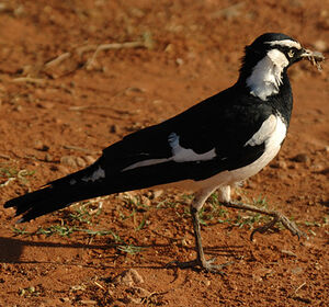 Magpie-lark