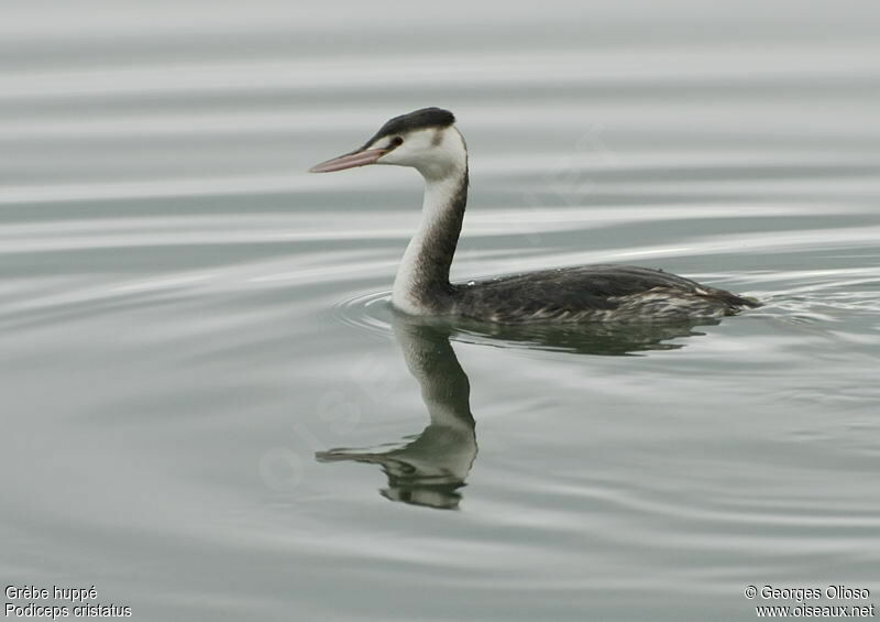 Great Crested Grebeadult post breeding