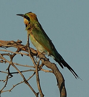 Rainbow Bee-eater