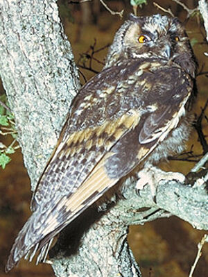Hibou moyen-duc 
&copy; Georges Olioso