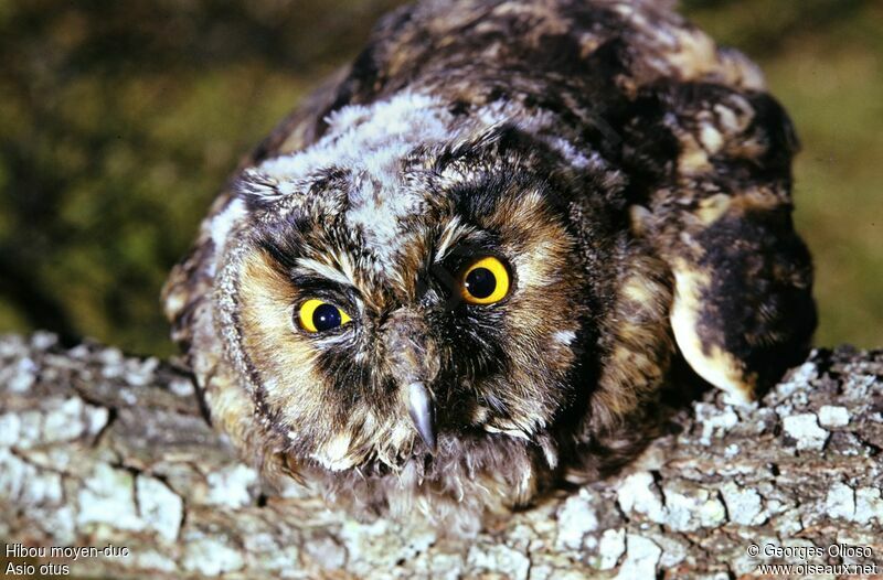 Long-eared OwlFirst year, identification, Behaviour