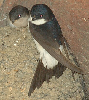 Common House Martin 
&copy; Georges Olioso