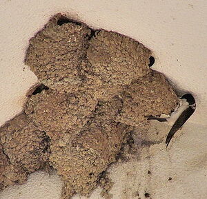 Common House Martin 
&copy; Georges Olioso