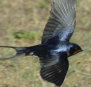 Hirondelle rustique 
&copy; Georges Olioso