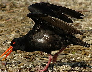 Variable Oystercatcher