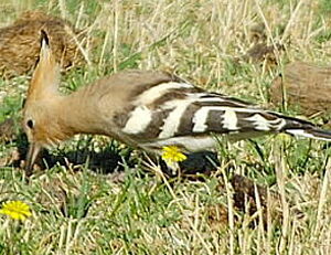 Eurasian Hoopoe 
&copy; Georges Olioso