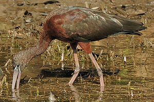 Glossy Ibis