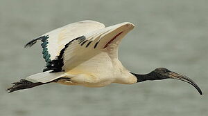 African Sacred Ibis