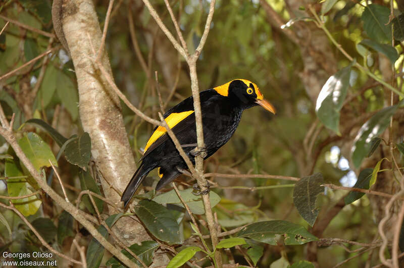 Regent Bowerbird male adult, identification