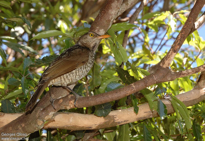 Regent Bowerbird female adult, identification