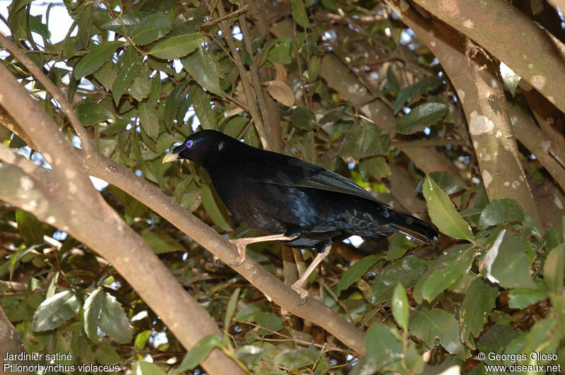 Satin Bowerbird female adult breeding