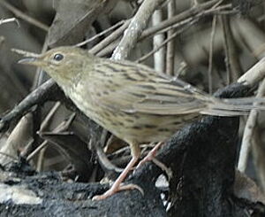 Lanceolated Warbler 
&copy; Georges Olioso