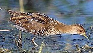 Baillon's Crake