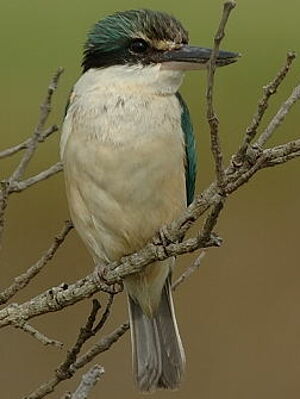 Sacred Kingfisher