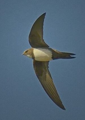Alpine Swift