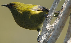 New Zealand Bellbird