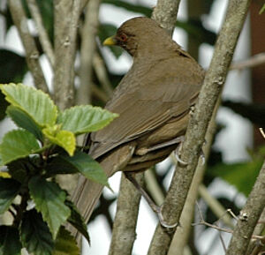Clay-colored Thrush