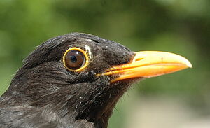 Common Blackbird
