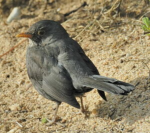 Common Blackbird