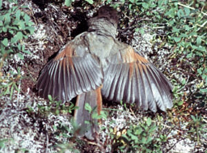 Siberian Jay