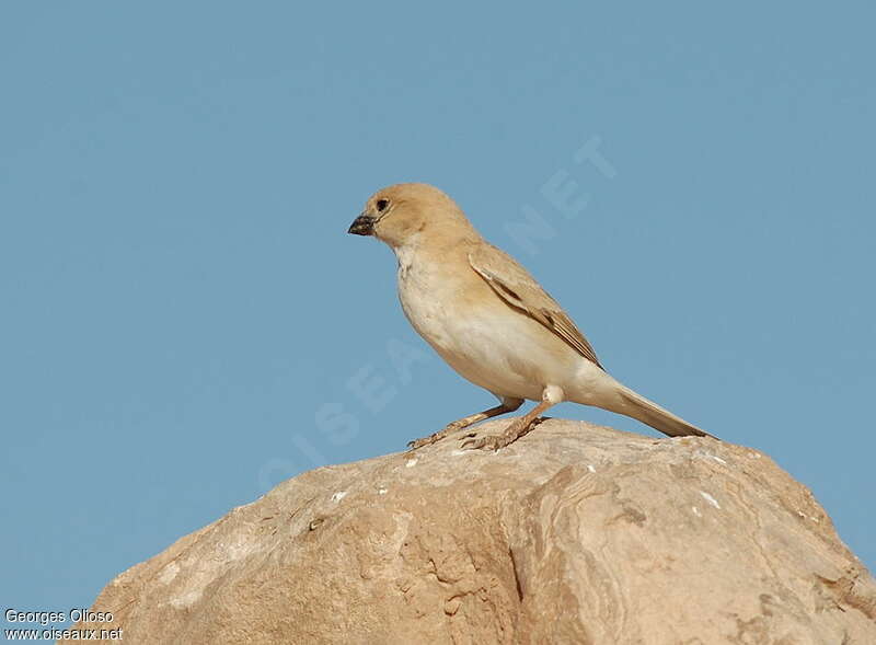 Desert Sparrow female adult, pigmentation