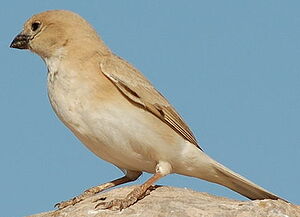 Desert Sparrow