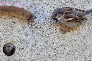 House Sparrow 
&copy; Georges Olioso