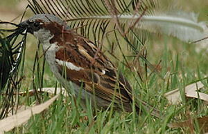 House Sparrow 
&copy; Georges Olioso
