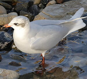 Mediterranean Gull