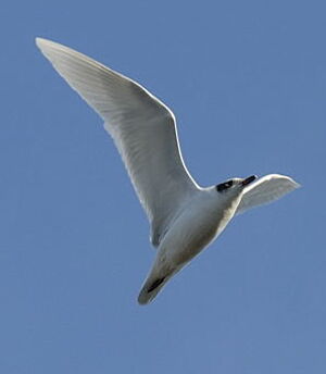 Mediterranean Gull