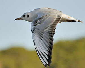 Black-headed Gull 
&copy; Georges Olioso