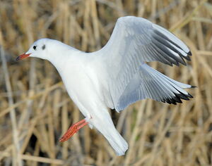 Black-headed Gull 
&copy; Georges Olioso